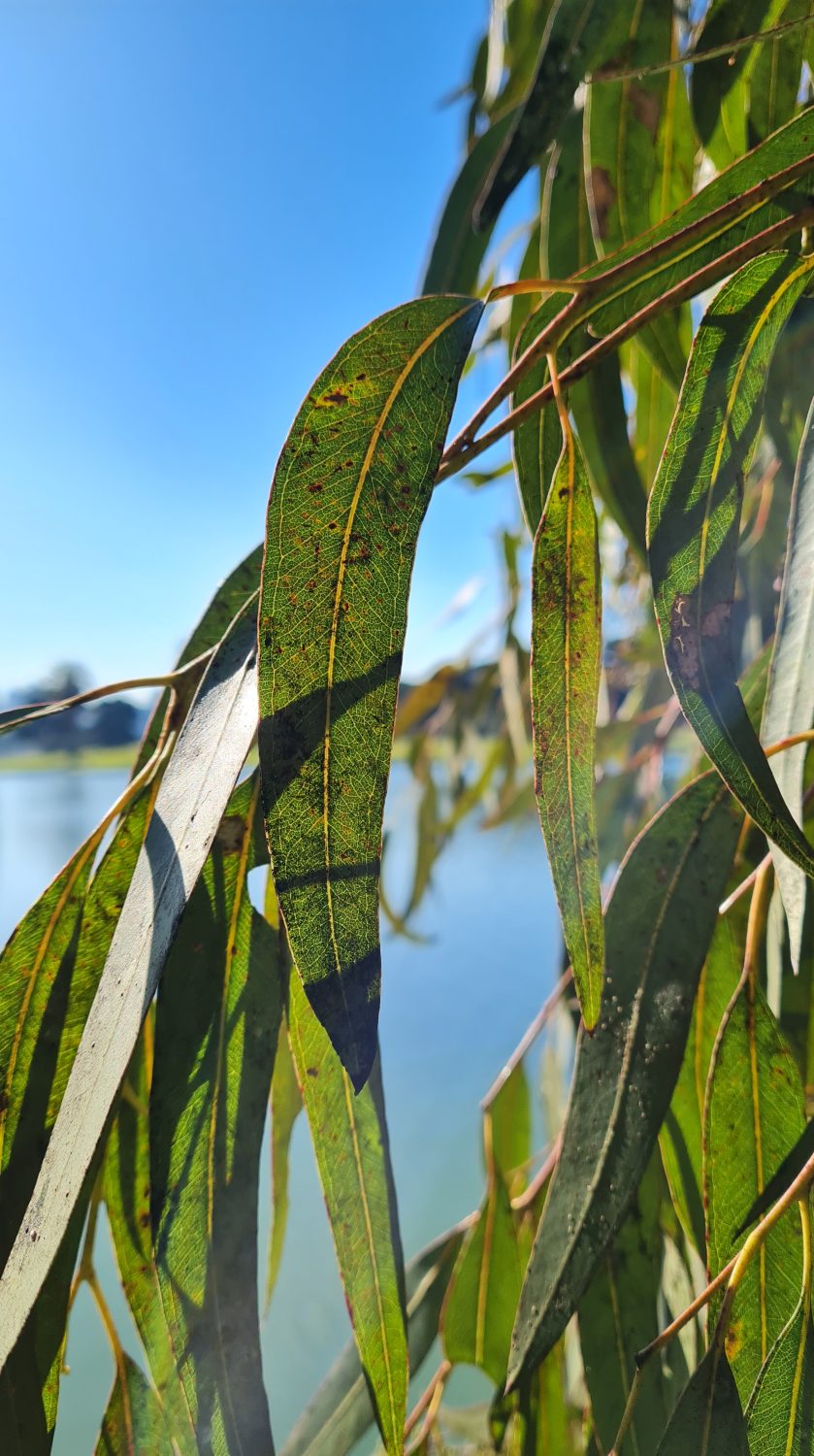 Urban bushwalking in Melbourne