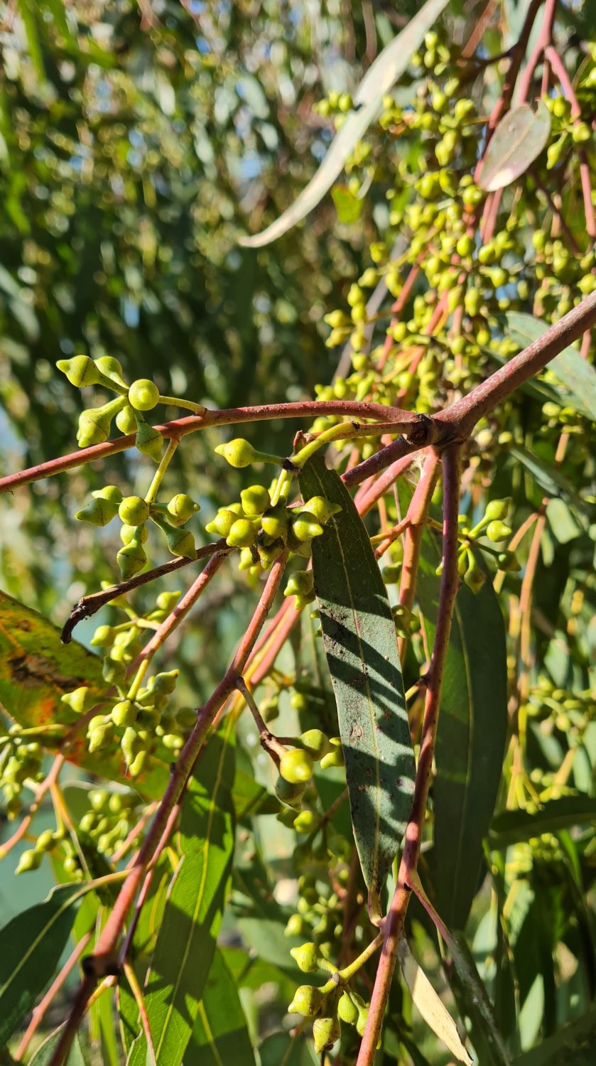 Urban bushwalking in Melbourne