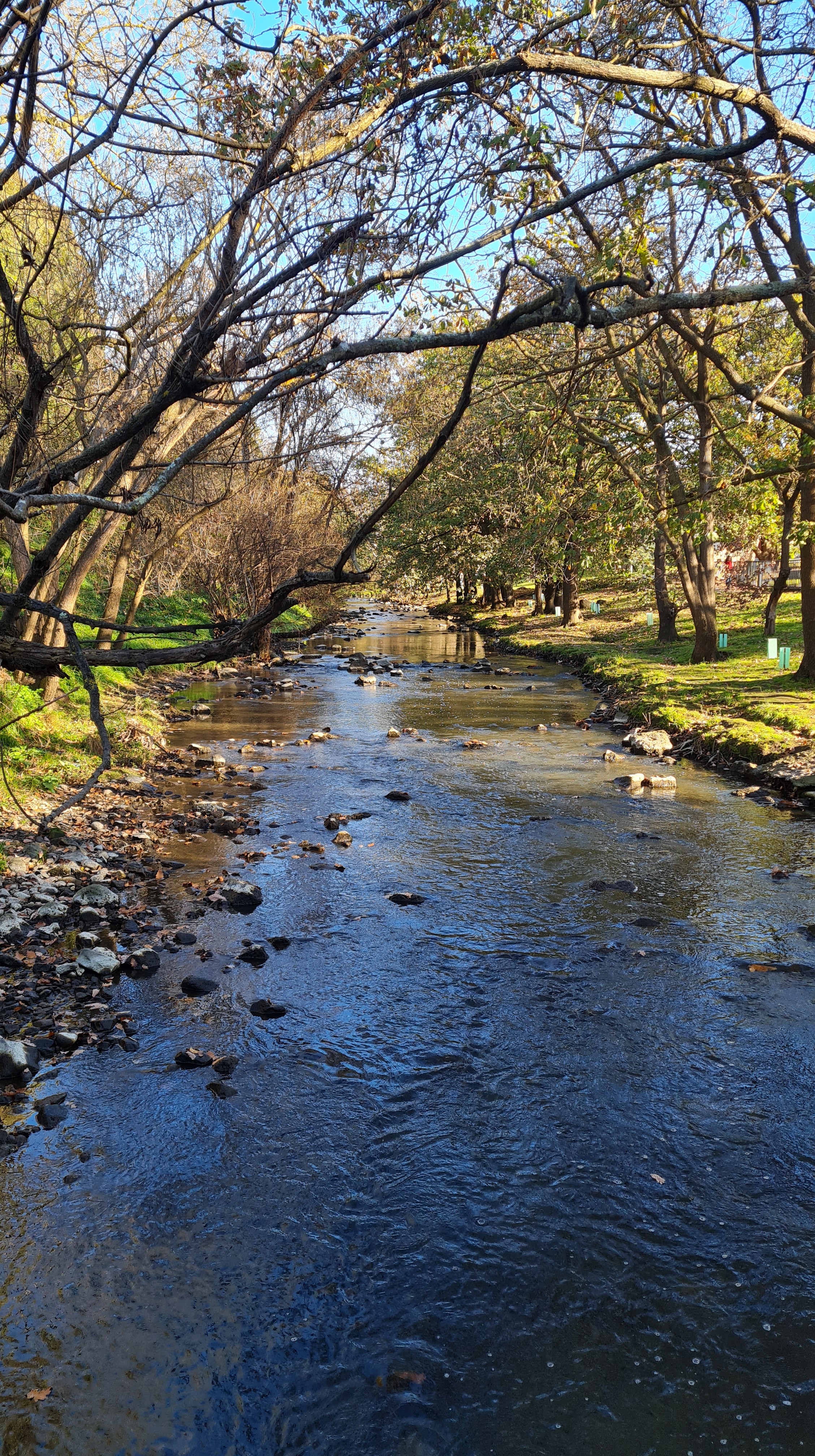 Urban bushwalking in Melbourne