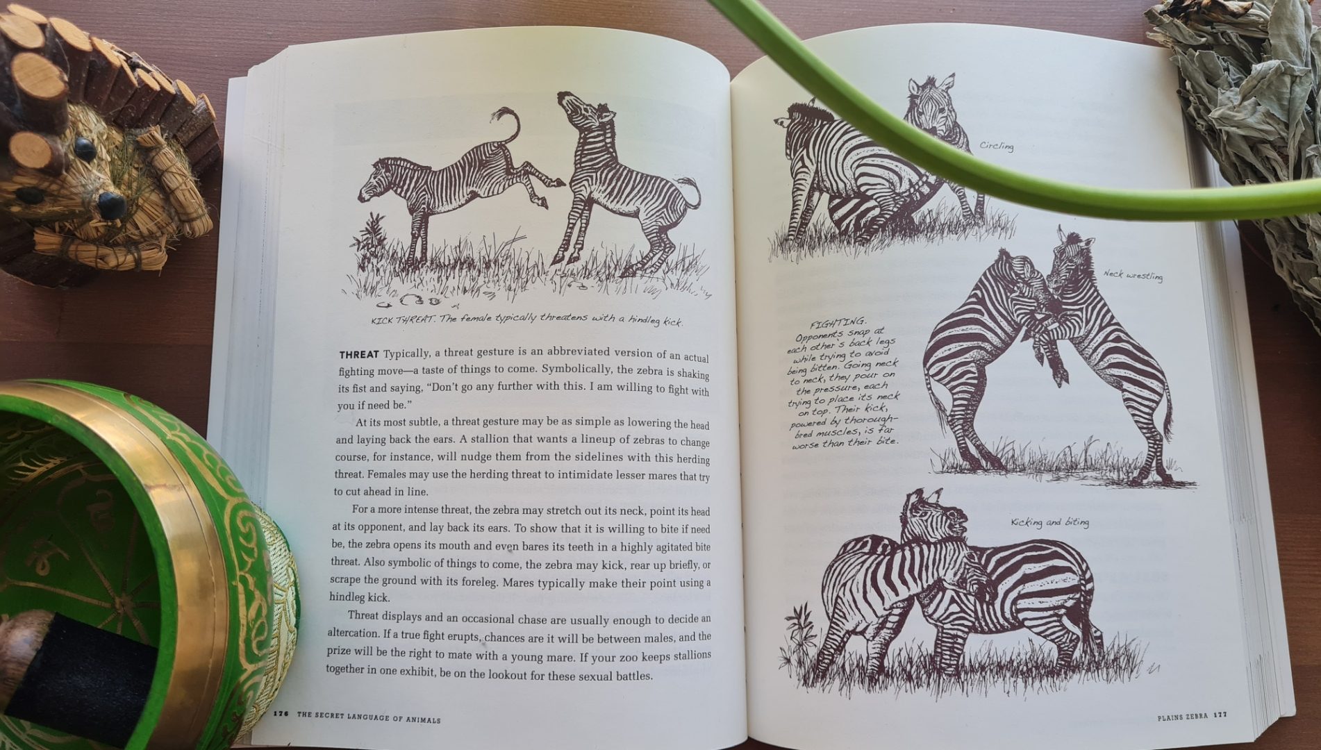Book Review: The Secret Language of Animals by Janine M Benyus llustrations by Juan Carlos Barberis