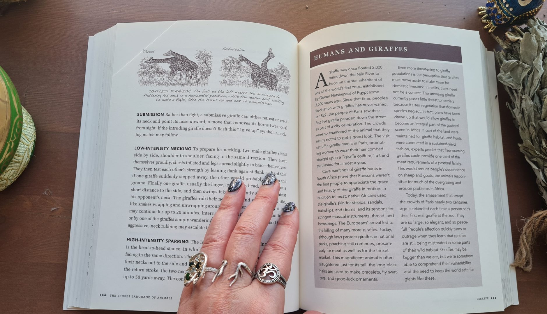 Book Review: The Secret Language of Animals by Janine M Benyus llustrations by Juan Carlos Barberis