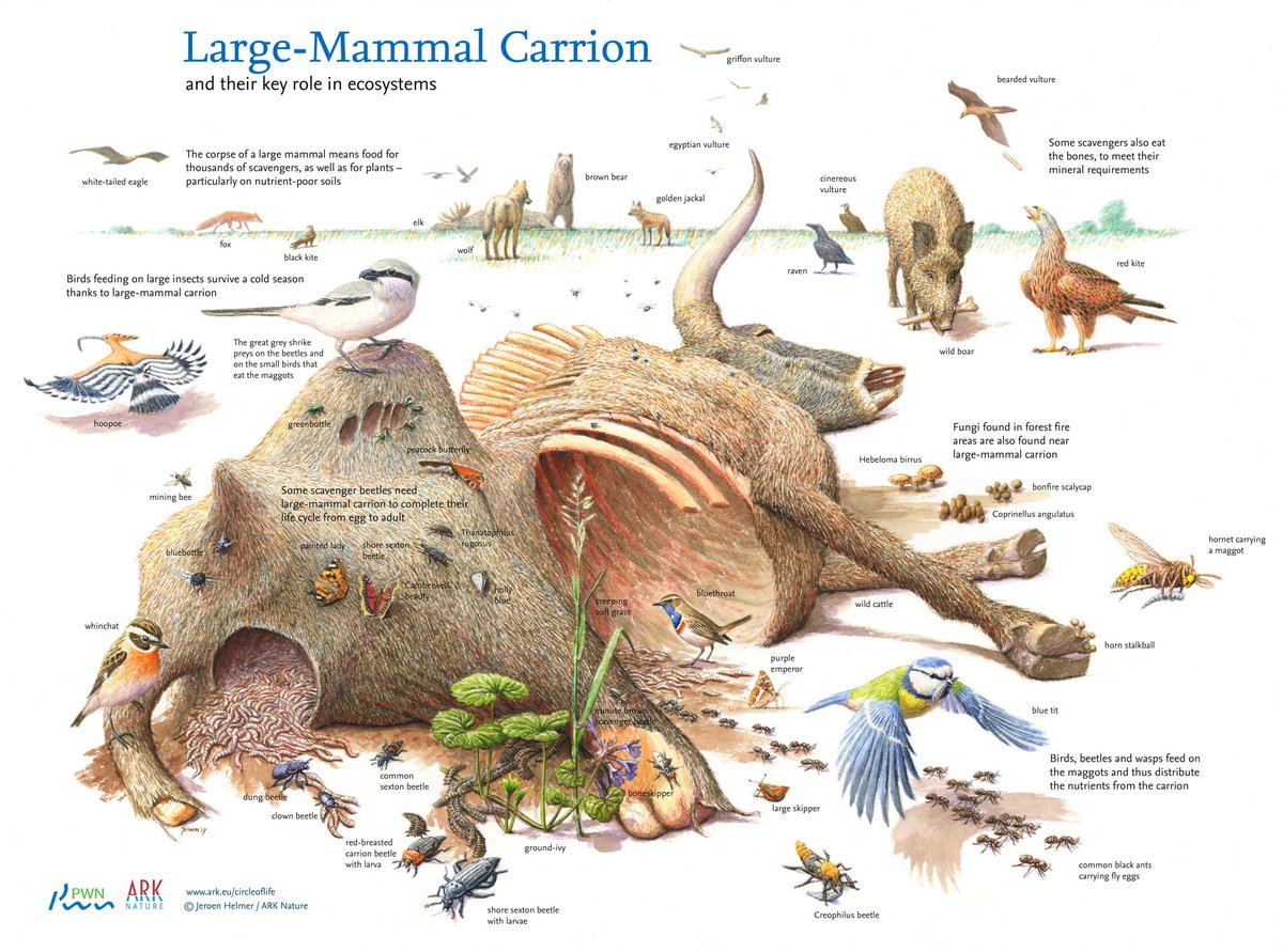 A vision of hope: Rewilding with keystone species and how animals are able to save ecosystems by Jeroen Helmer - Large Mammal Carrion