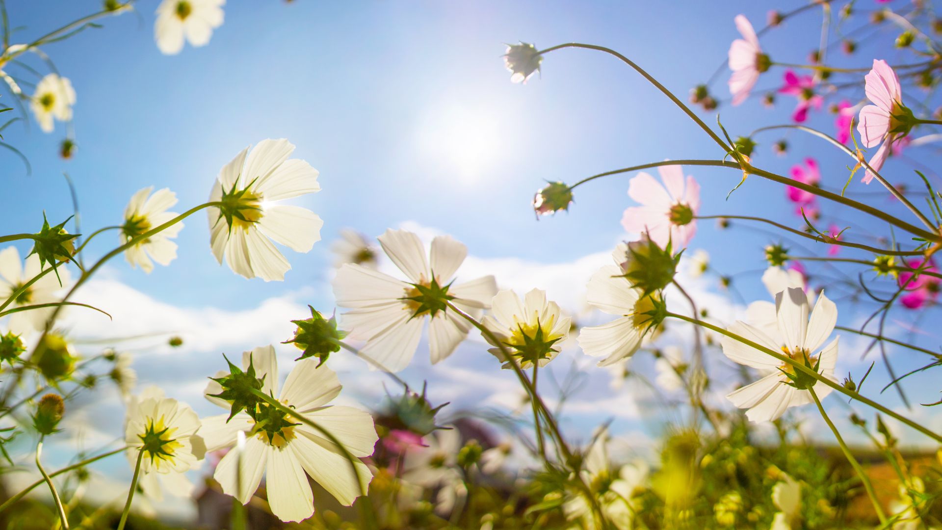 peace spirituality love connection happiness 7