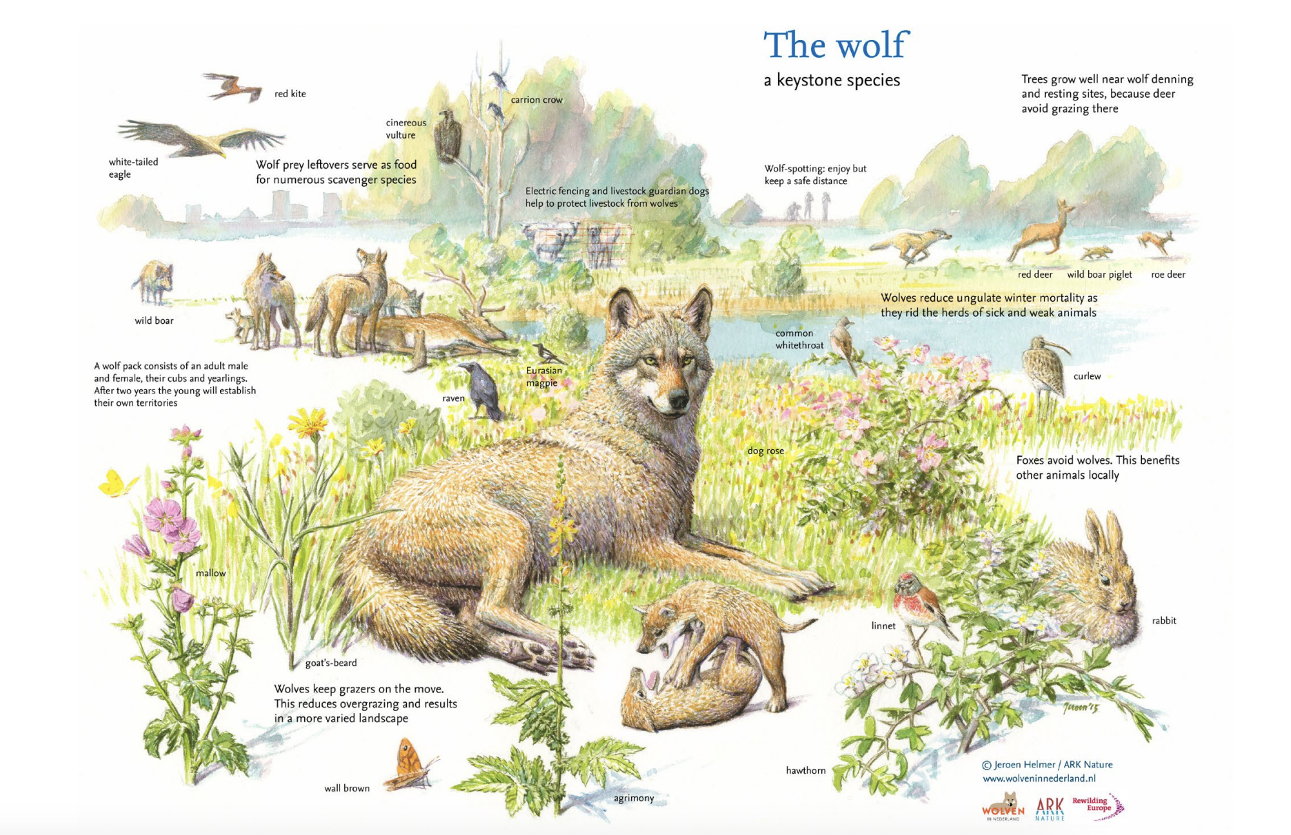 A vision of hope: Rewilding with keystone species and how animals are able to save ecosystems by Jeroen Helmer - The Wolf