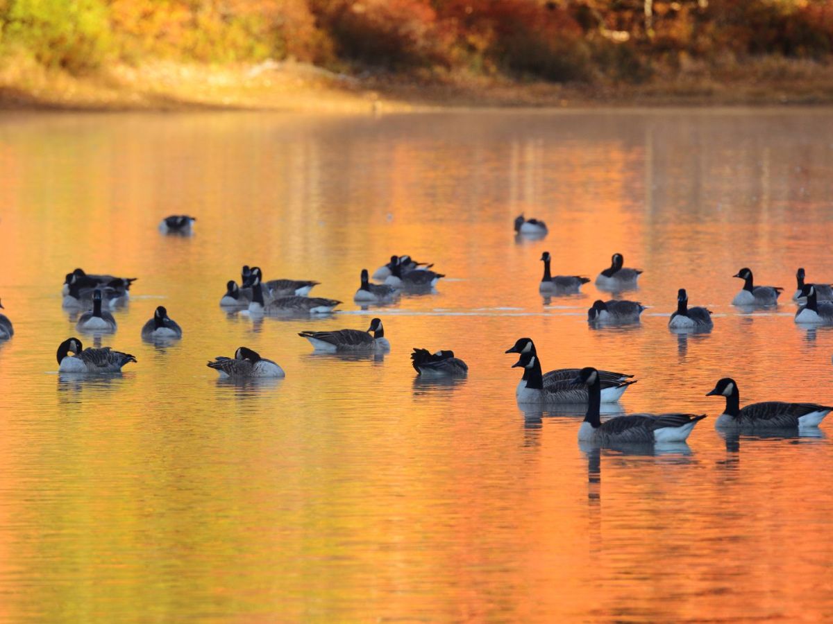 Comforting Thought: The Light that Burns&nbsp;Bright