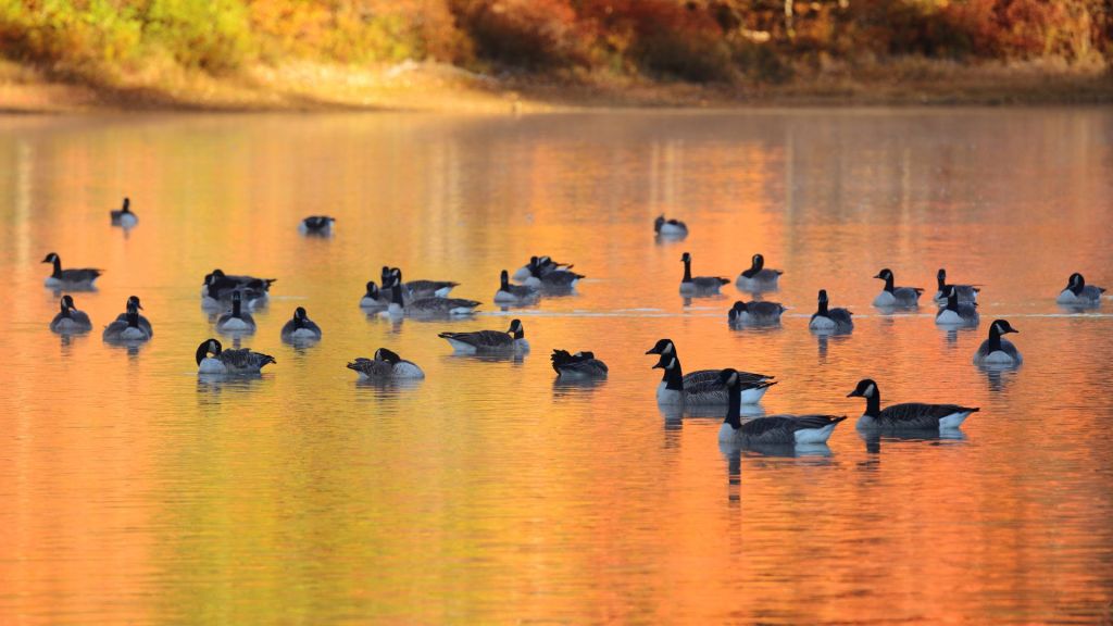 Comforting Thought: Wild Geese by Mary Oliver