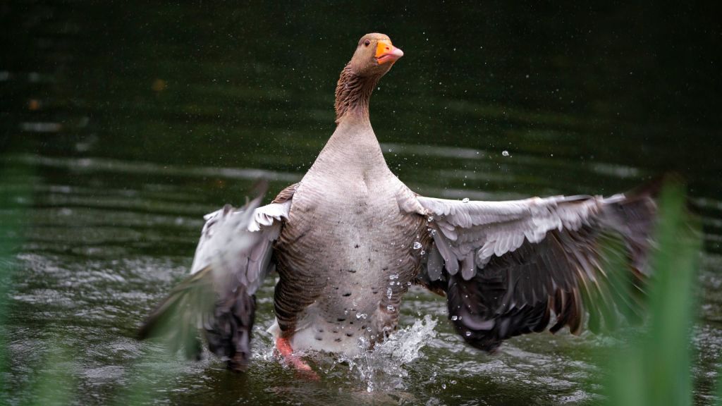 Comforting Thought: Wild Geese by Mary Oliver