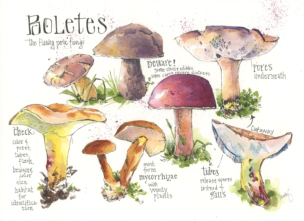 Beautiful mushrooms by Jean Mackay