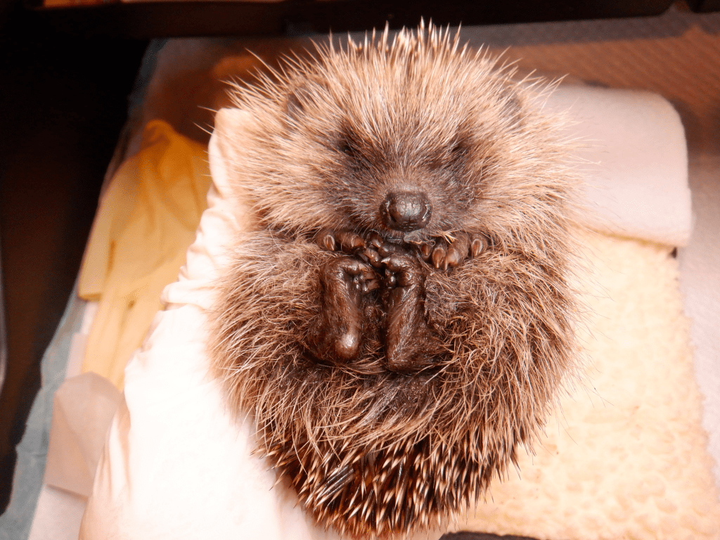 Little Willy the sweet hedgie has a second chance at life 