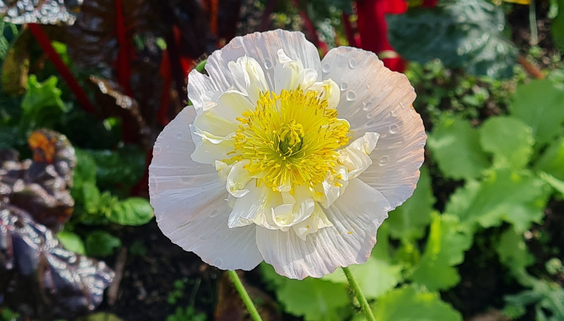 Travel | Mystical Melbourne | Perfect poppy