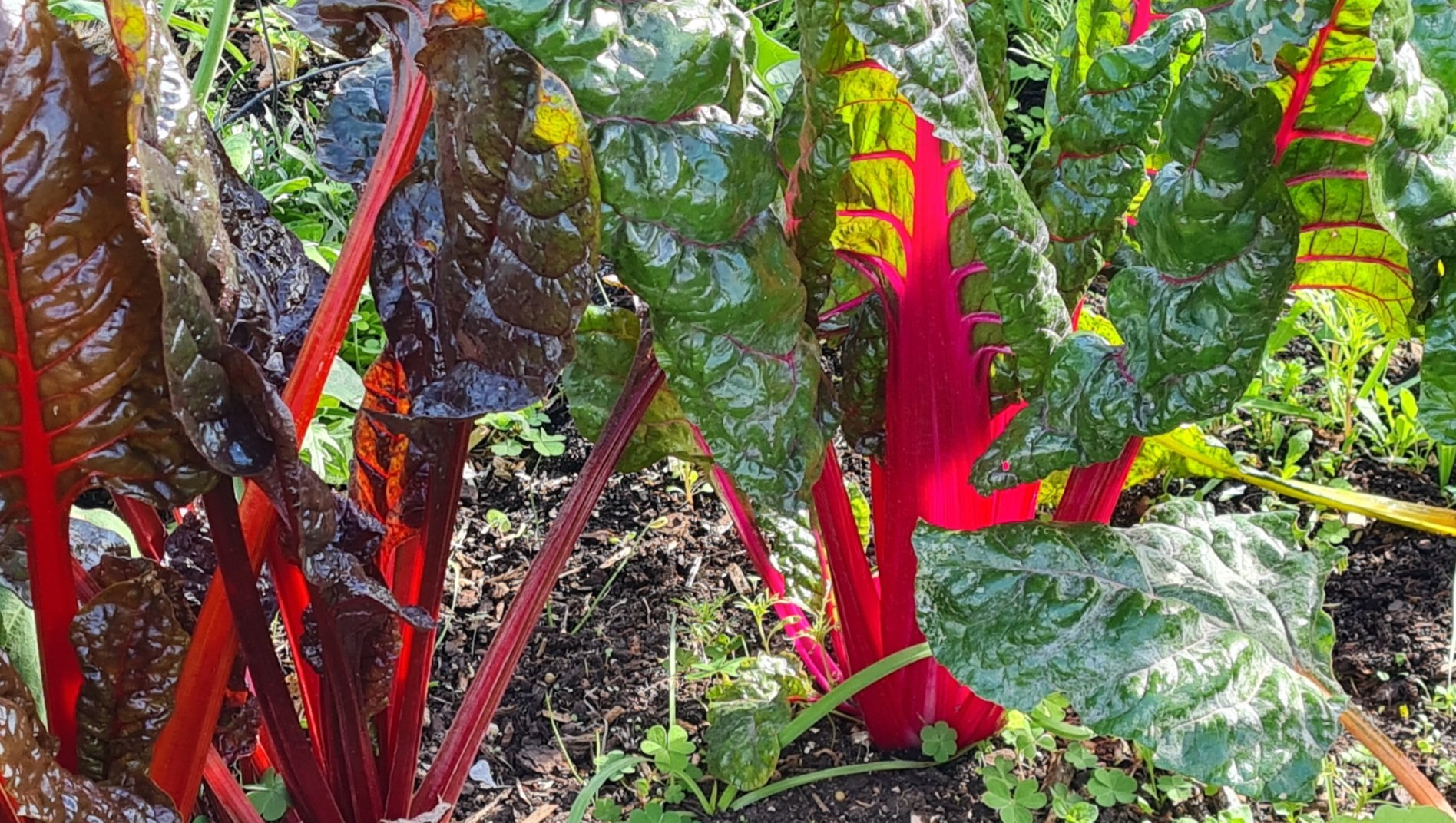 Travel | Mystical Melbourne | Silverbeet