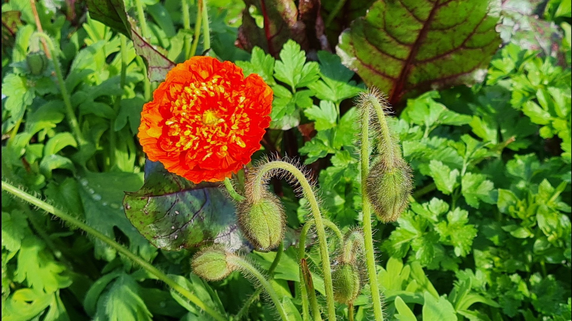 Travel | Mystical Melbourne | Poppies