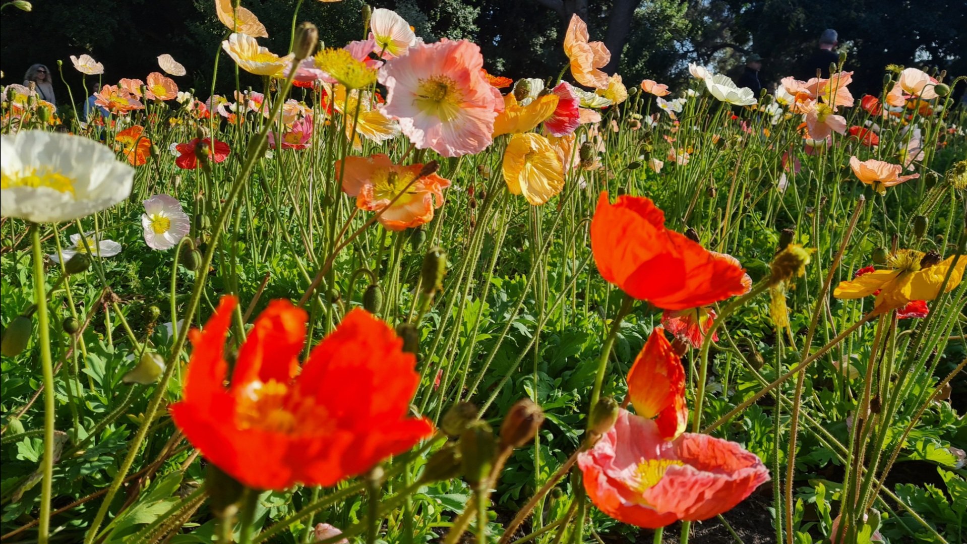 Travel | Mystical Melbourne | Poppies in bloom in springtime