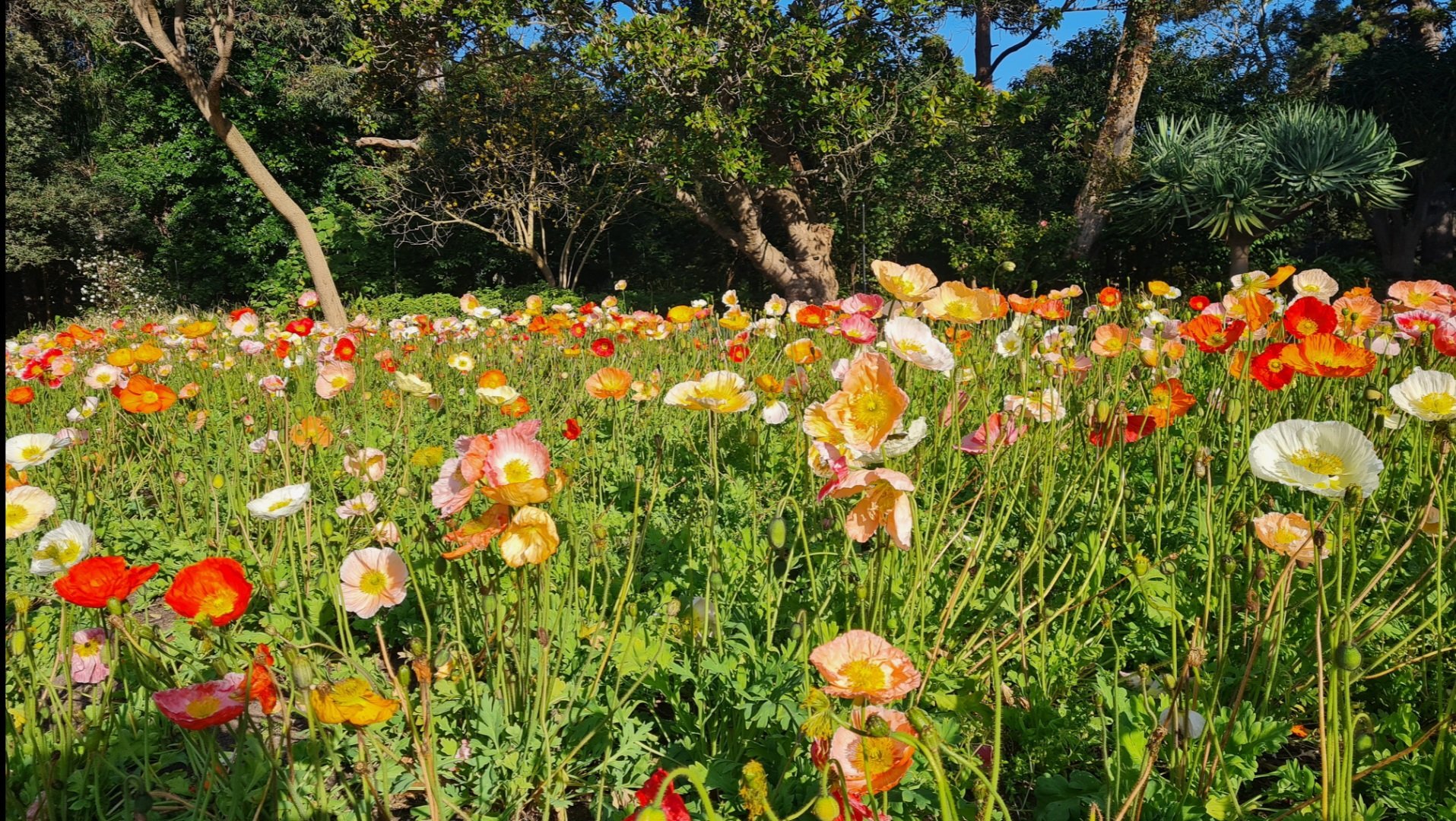 Travel | Mystical Melbourne | Poppies in bloom in springtime