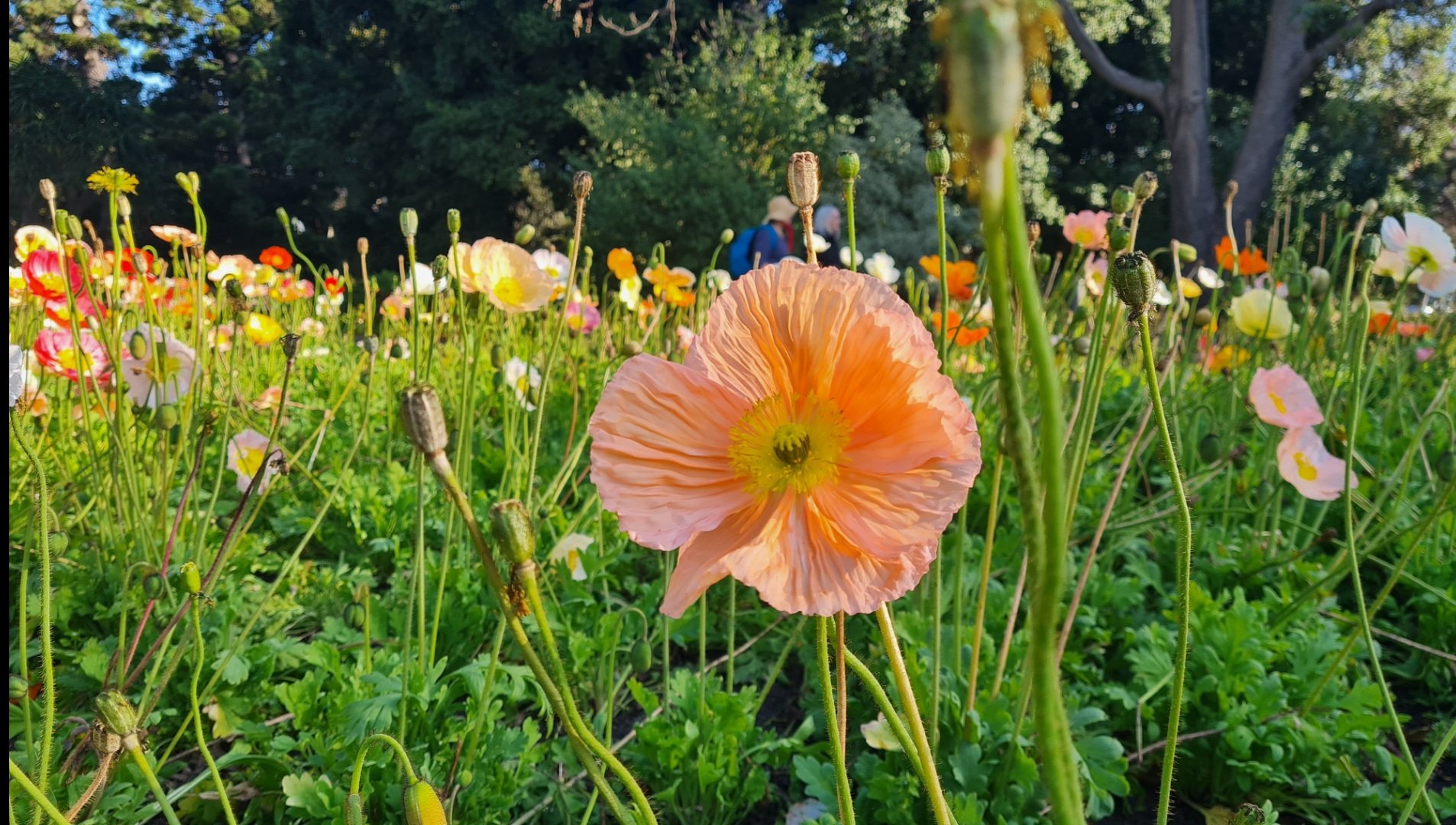 Travel | Mystical Melbourne | Poppies in bloom in springtime