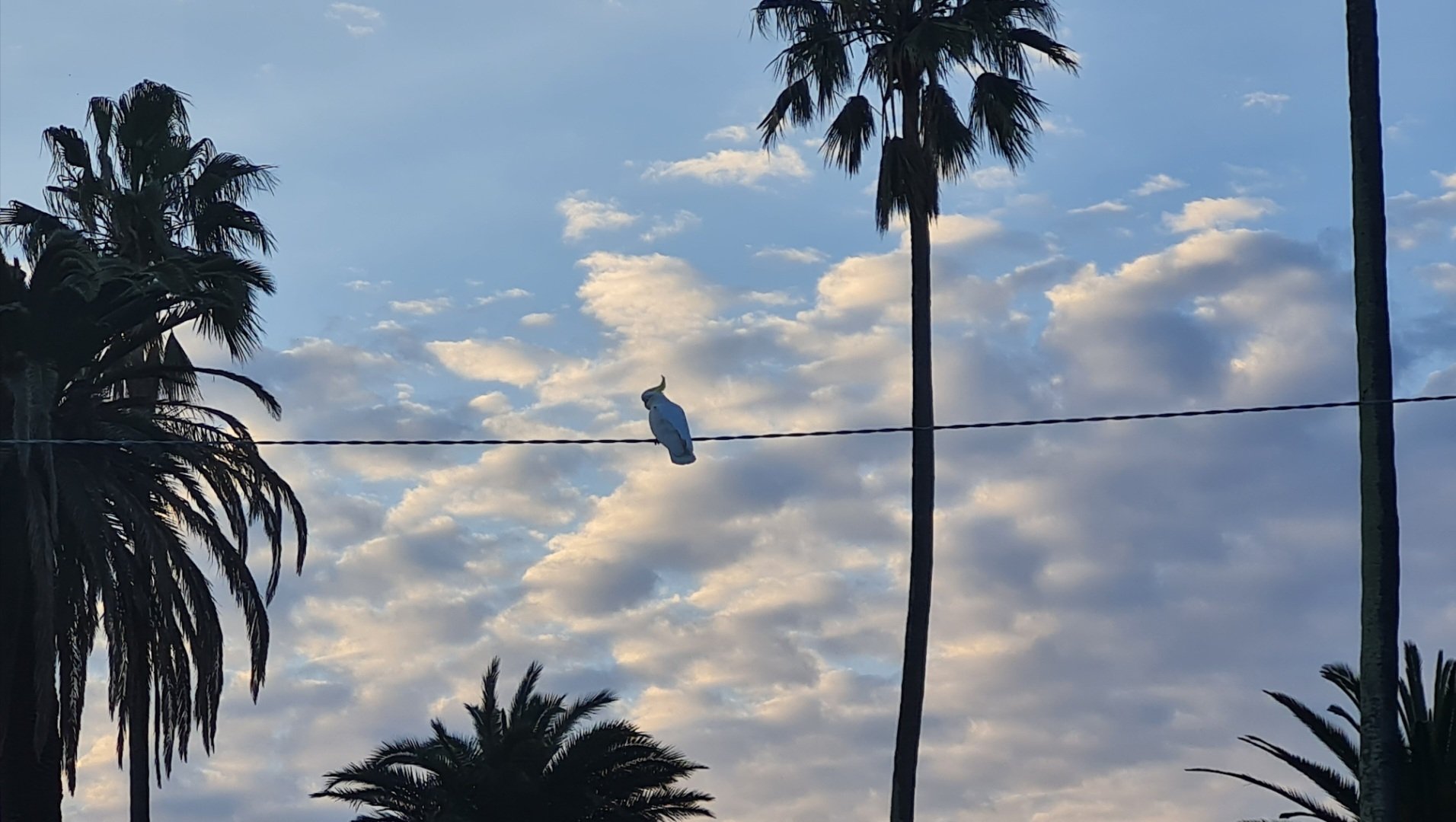 Mystical Melbourne | Cockatoo on a wire