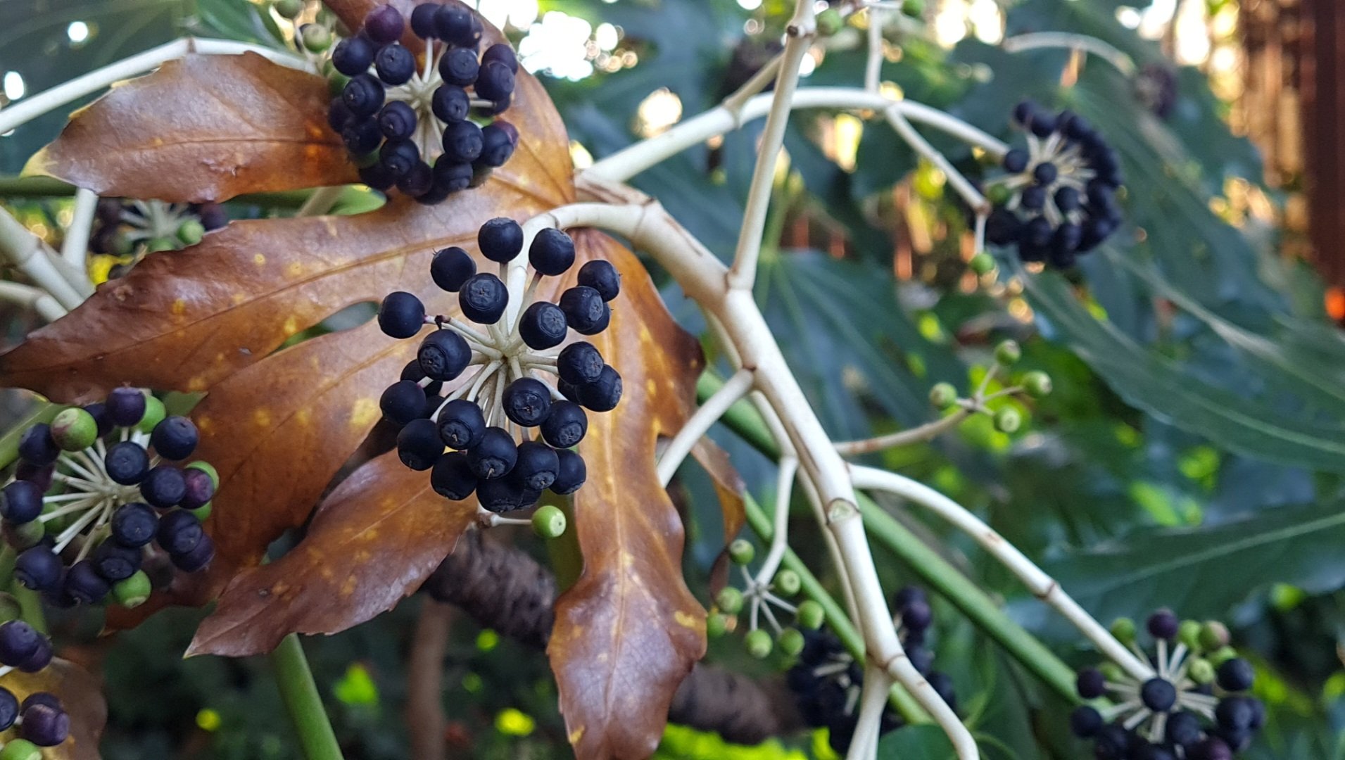 Travel: A Melbourne berries in bloom in springtime