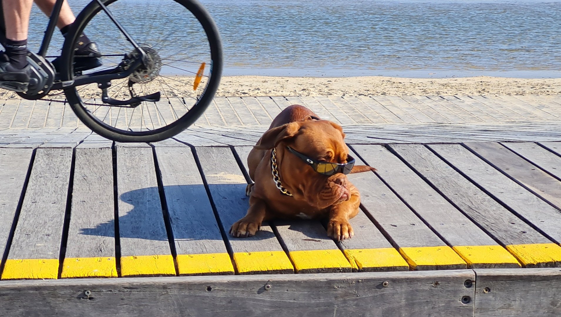 Travel: Melbourne's beach cycling path in St Kilda with a cool doggie