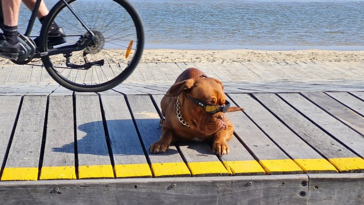 Travel: Melbourne's beach cycling path in St Kilda with a cool doggie