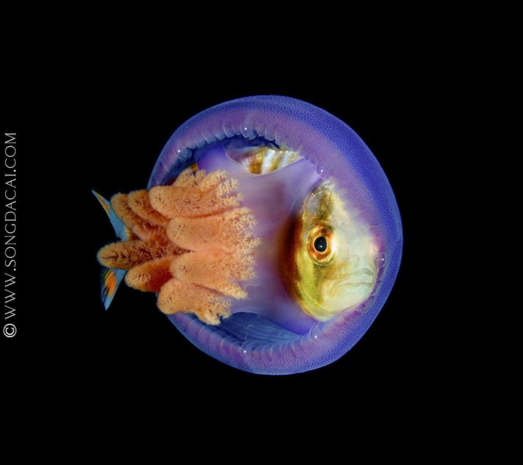 Gorgeous fish travels along with a mauve jellyfish to escape from predators