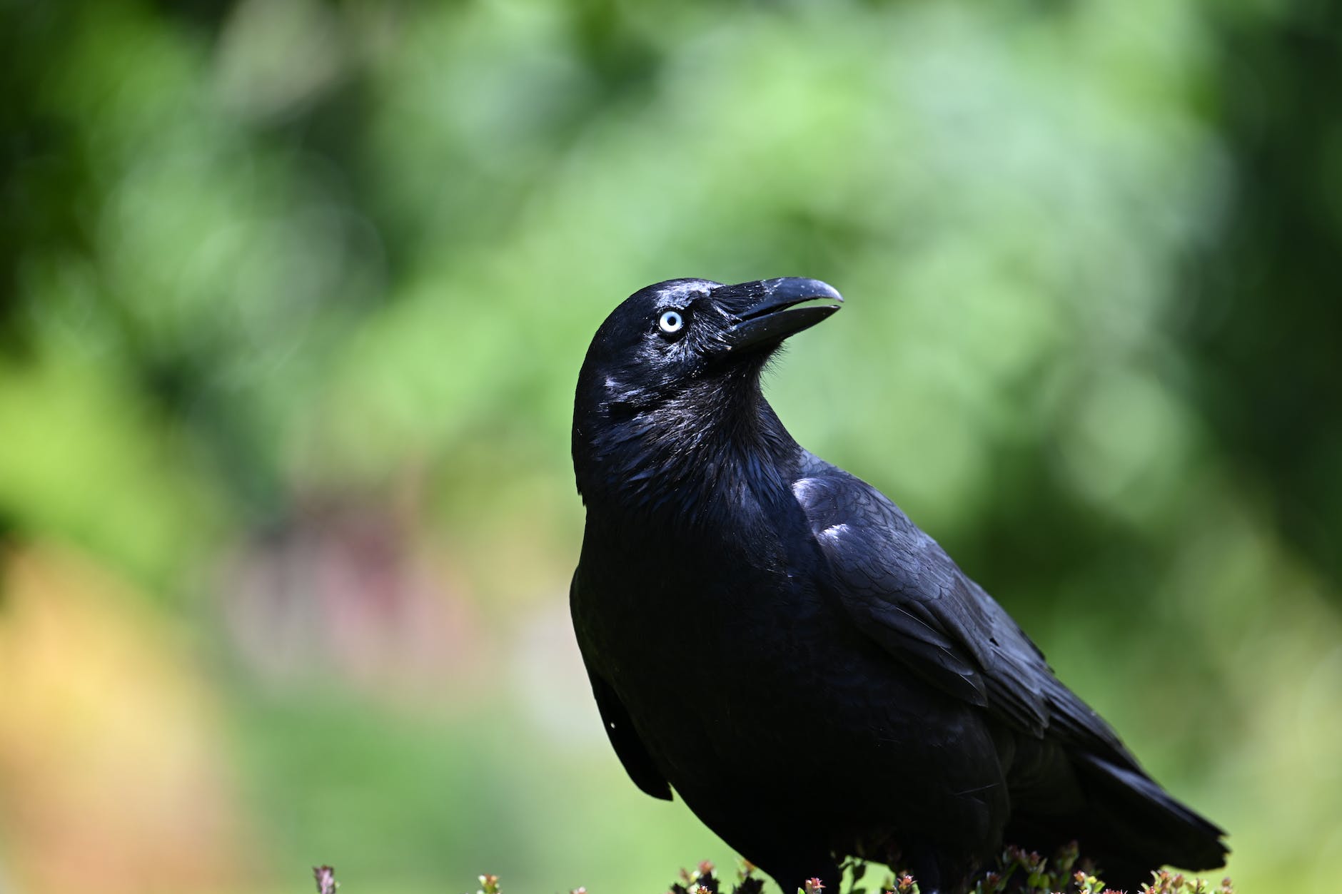 Why I love Crows and Ravens