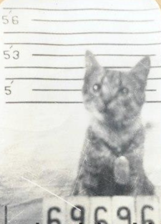 A physical examination of George an adopted kitten mascot from Battleship North Carolina, 1944