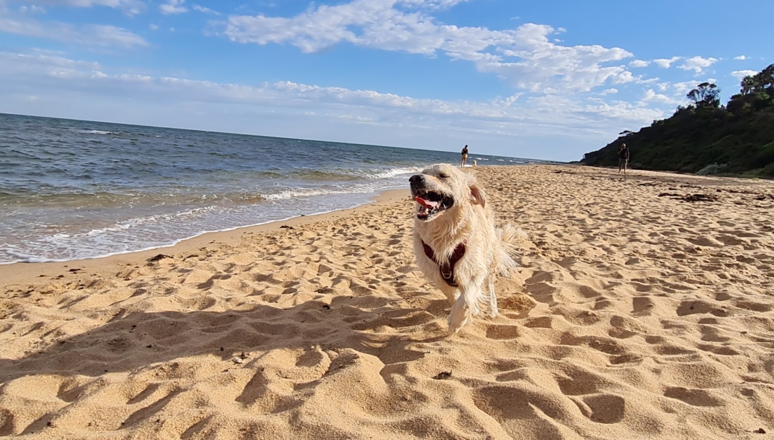 dog on beach