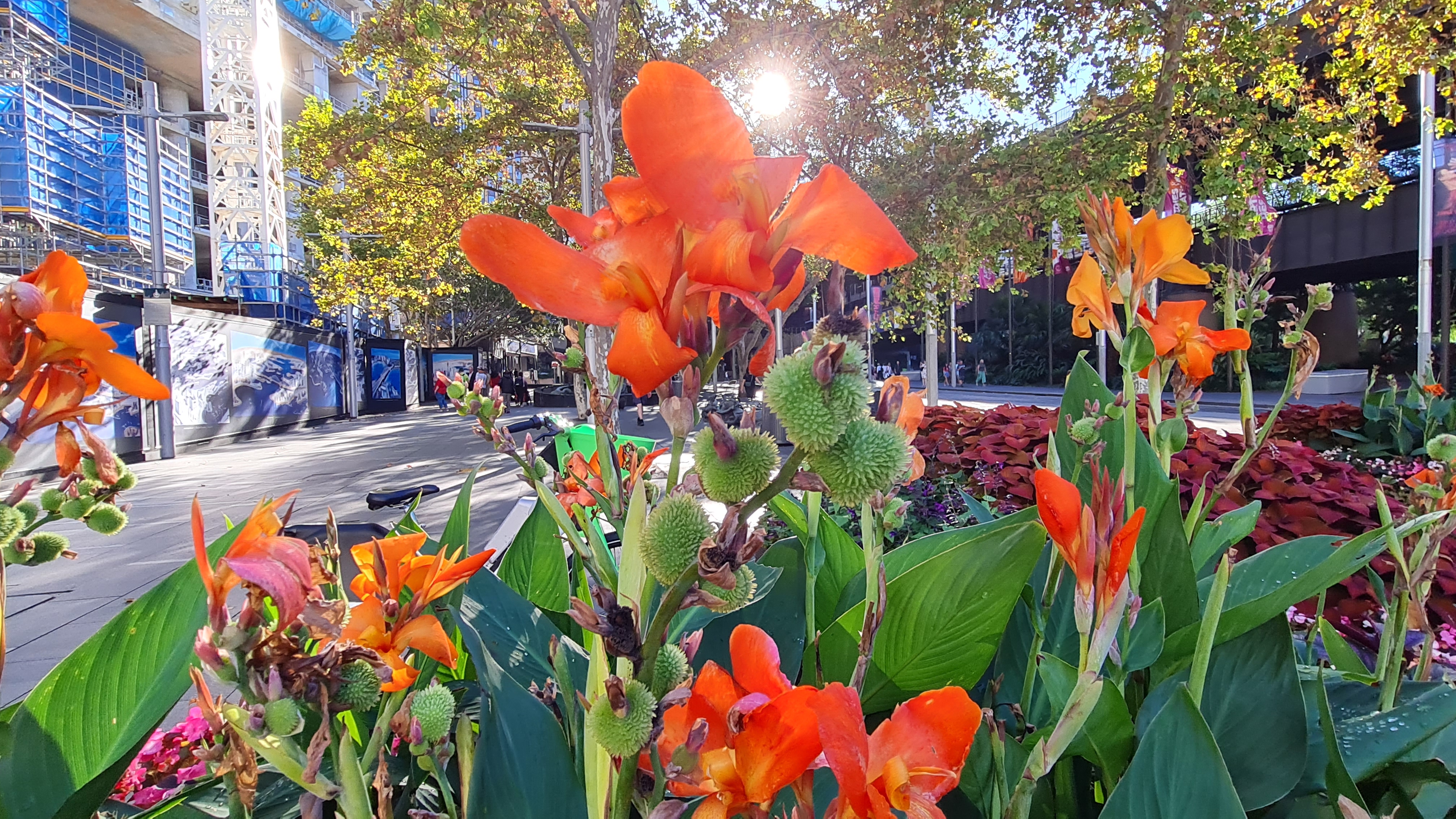 Early autumn blooms captured in Sydney CBD