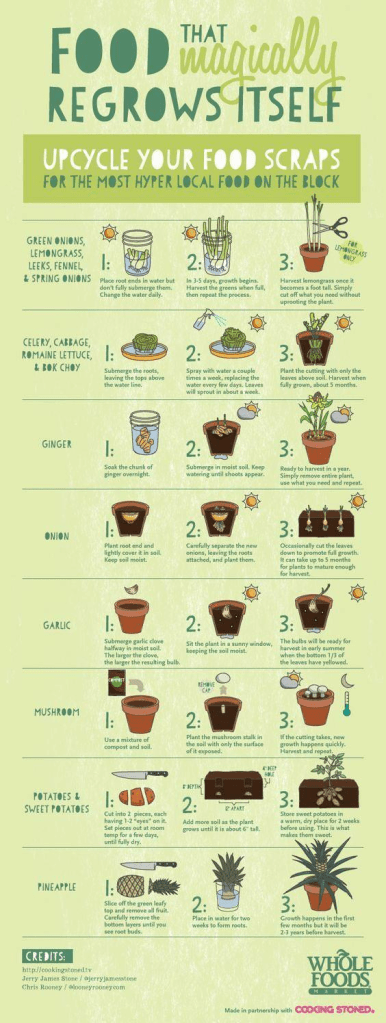 Food that magically regrows itself: an infographic 