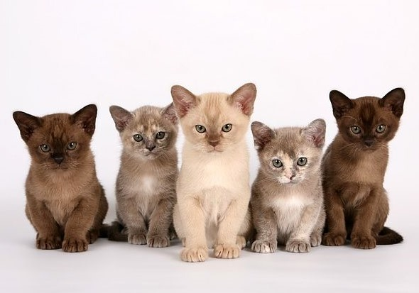 Life expectancy of different breeds of cats discovered 