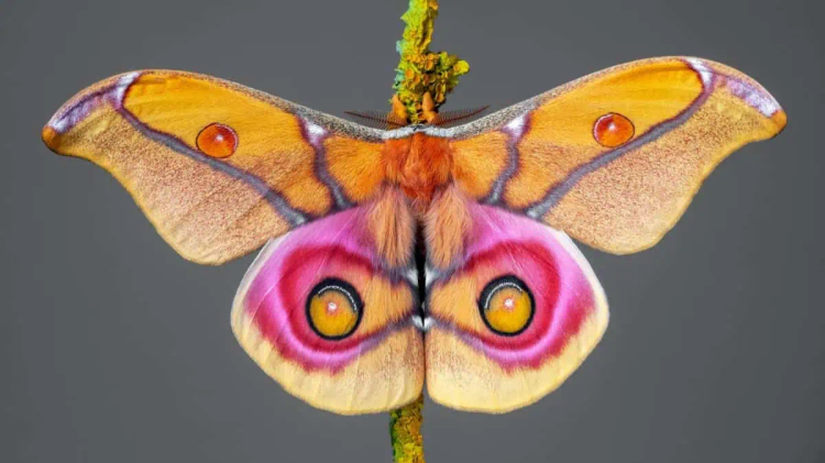 Madagascar bullseye moth (Antherina suraka). Credit: Jasius / Getty Images