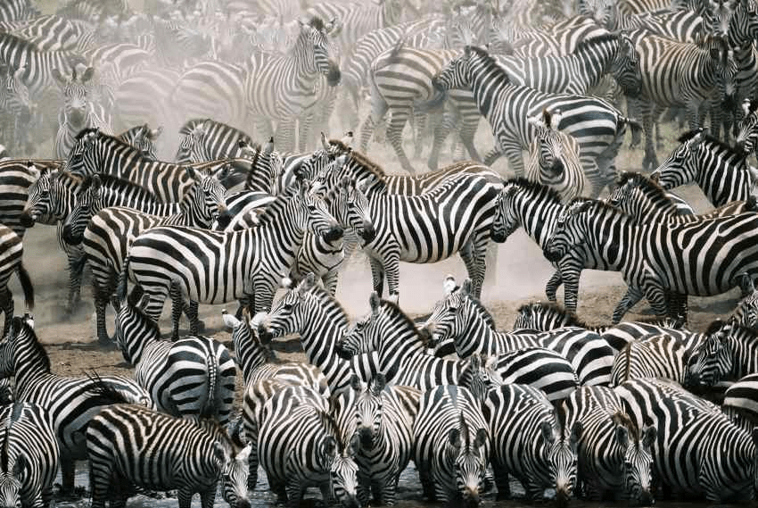 A herd of zebras. Credit: serengeti130 / Getty Images