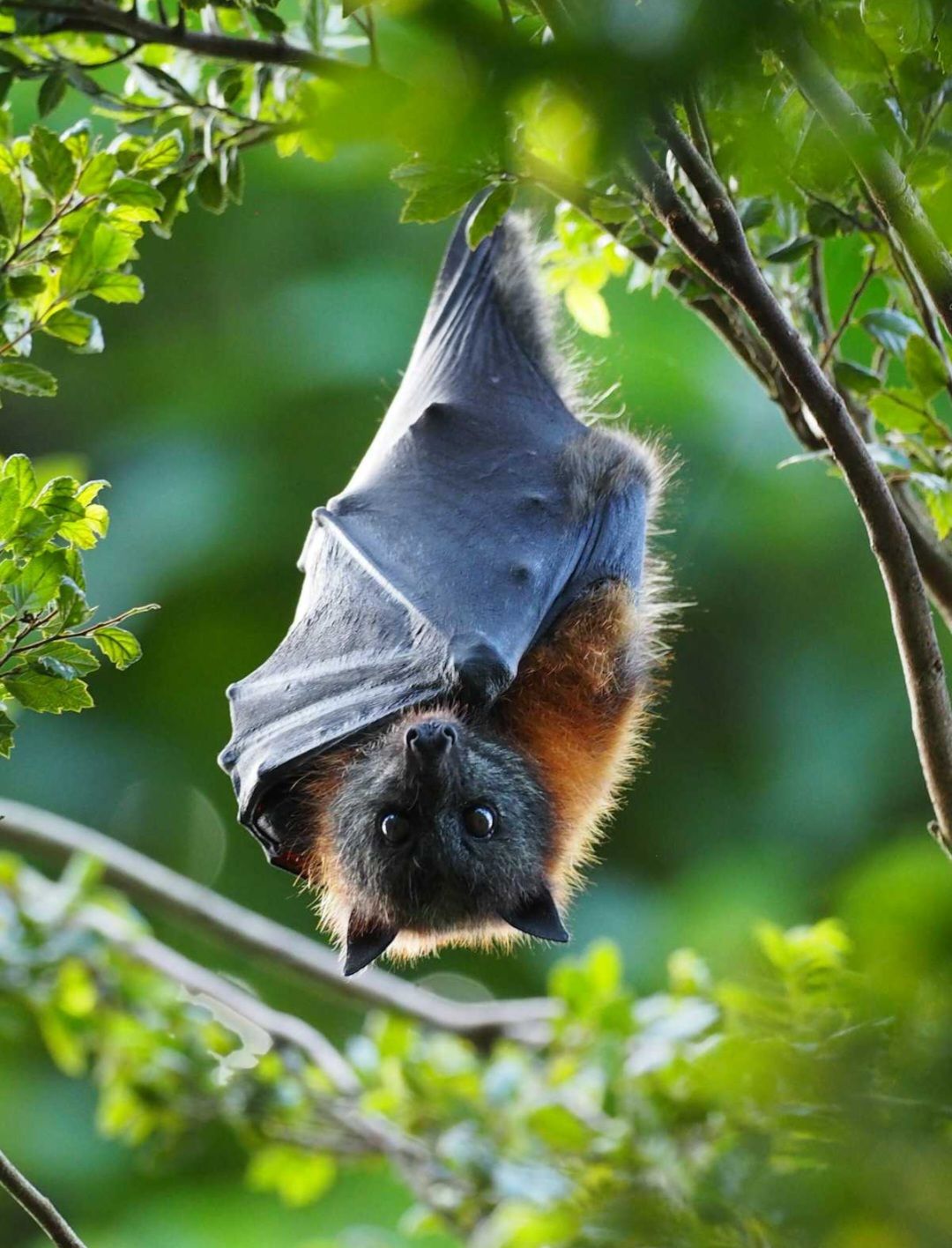 A large flying fox in repose in some foliage