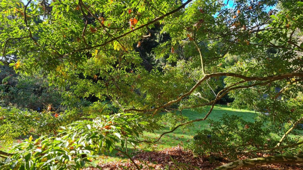 A wall of green foliage greets me like a friend in the winter sunshine