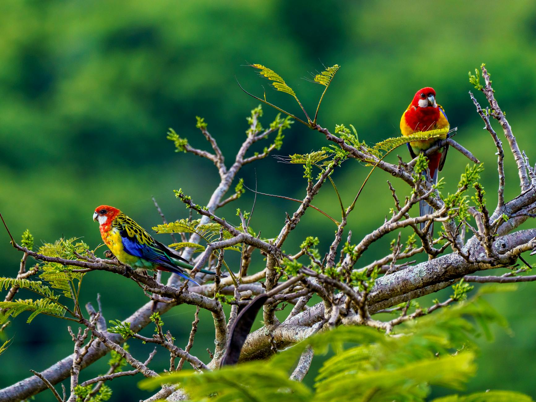 eastern rosellas perched on branches
