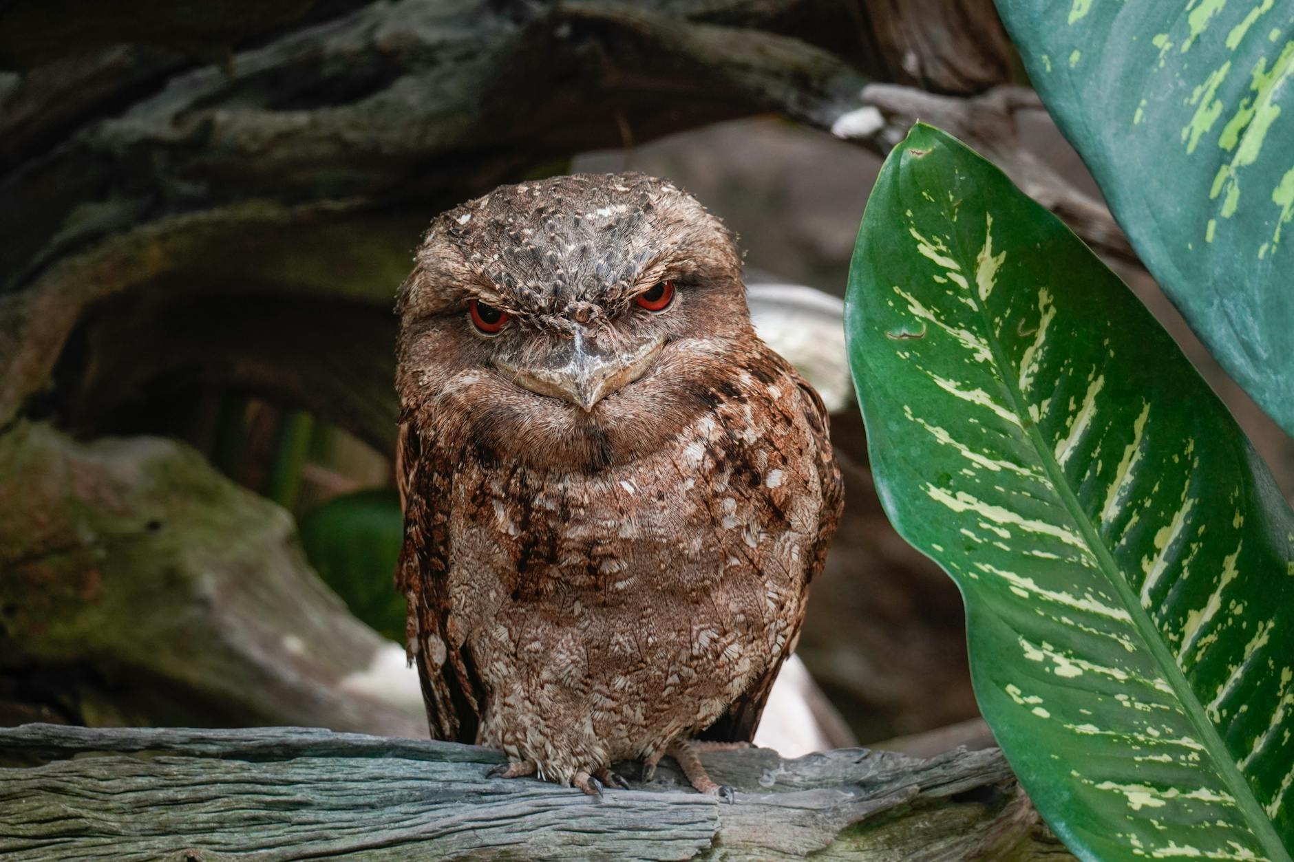 close up of a papuan frogmouth