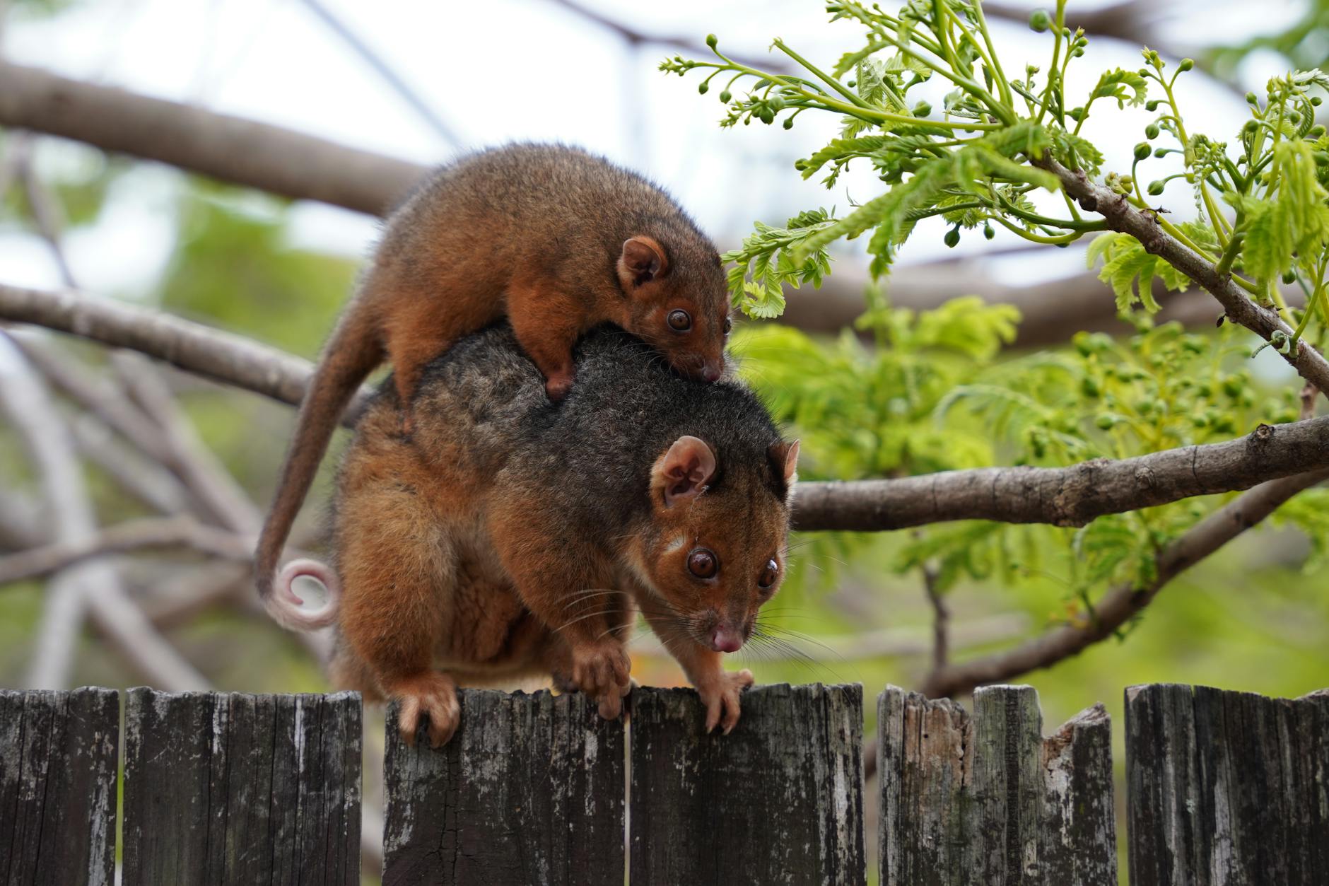 close up of common ringtail possums