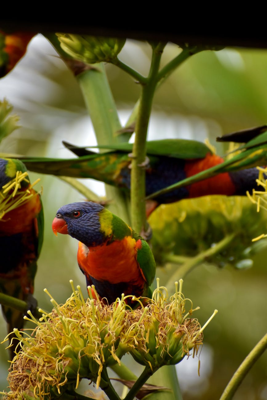 close up of rainbow lorikeets perched on a plant