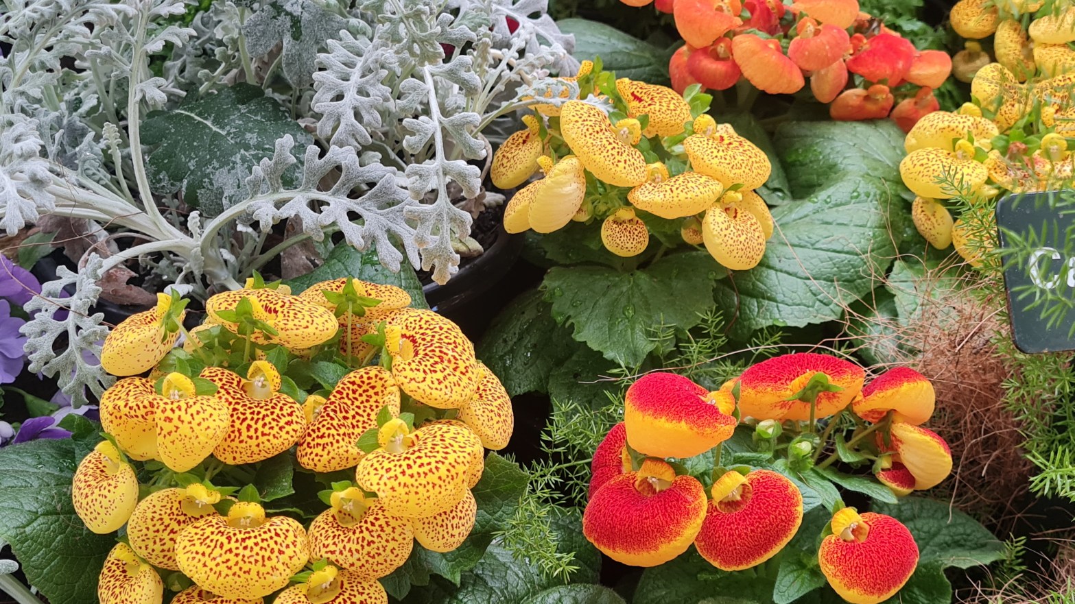 Beautiful flowers in a Botanical Gardens, Australia