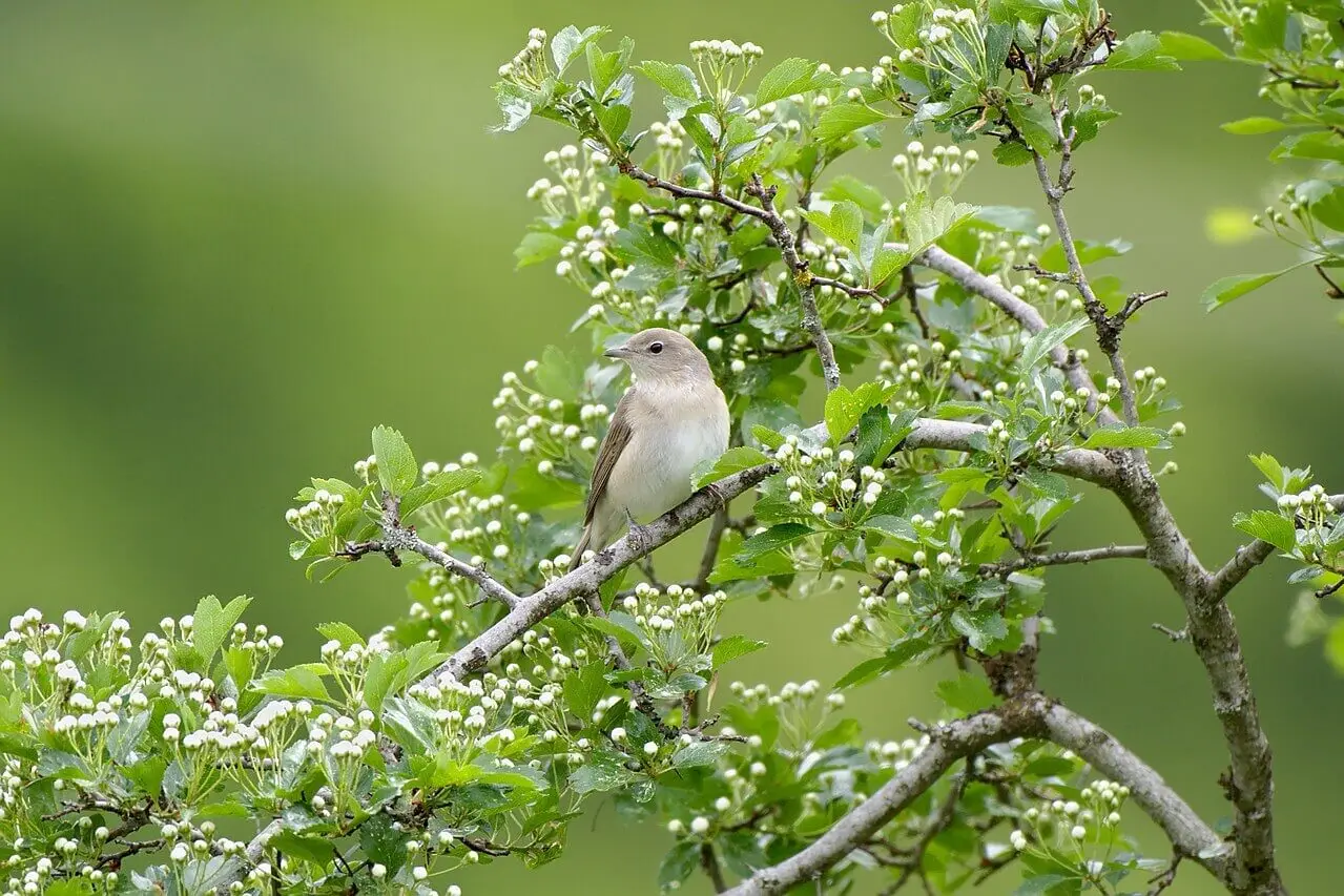 Comforting Thought: Garden Warblers Sing For Their Own Enjoyment