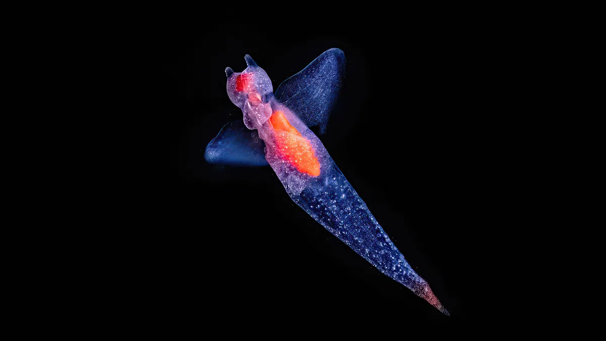 Elegant angel fish from the deep ocean