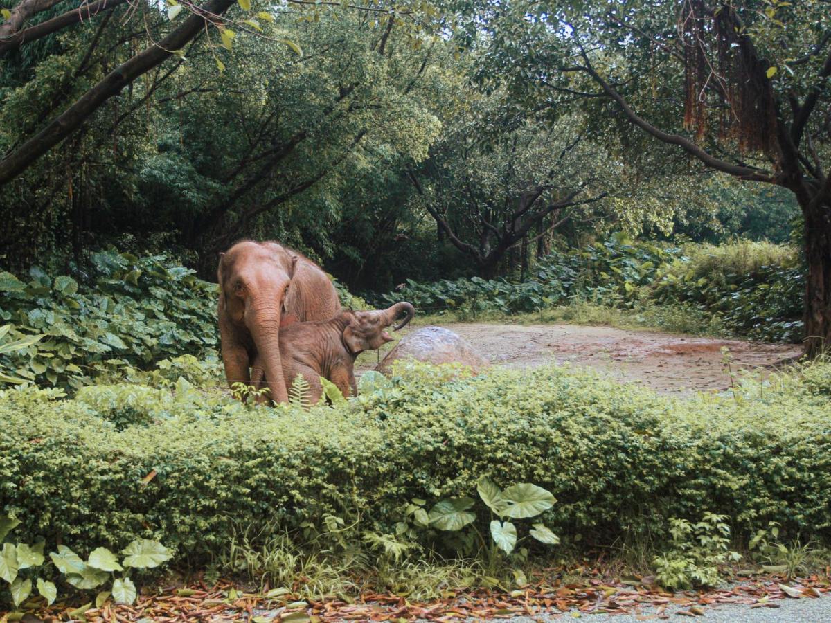 Comforting Thought: Elephants listen with their feet in the&nbsp;womb