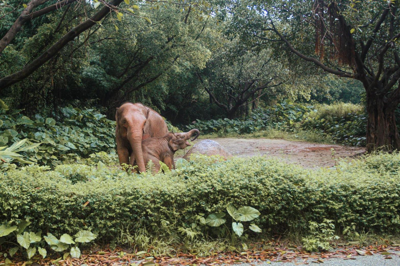 mother and baby elephant grazing on grassland