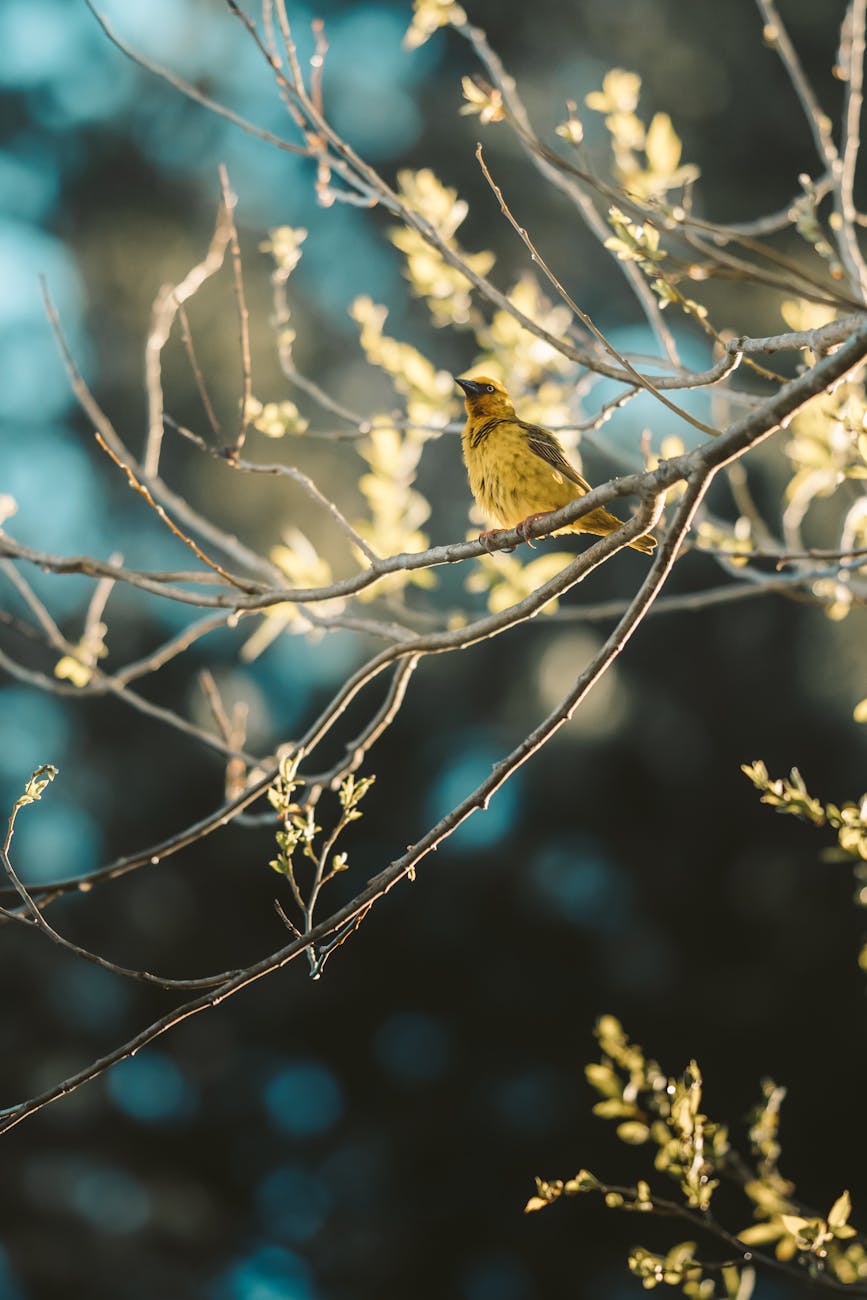 a cape weaver perched on a branch