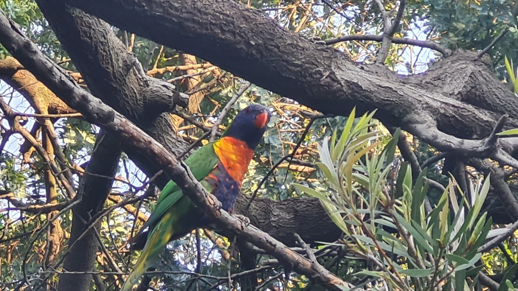 Rainbow lorikeets in tree birds australia animals