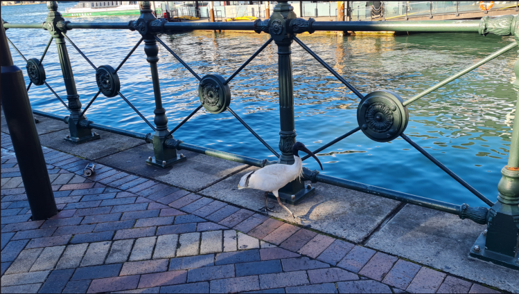 Waterbird in an urban riverfront