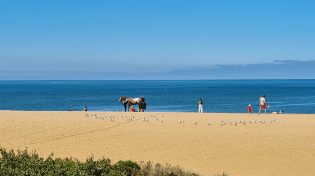 Horses on the beach