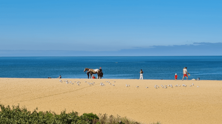 Horses on the beach