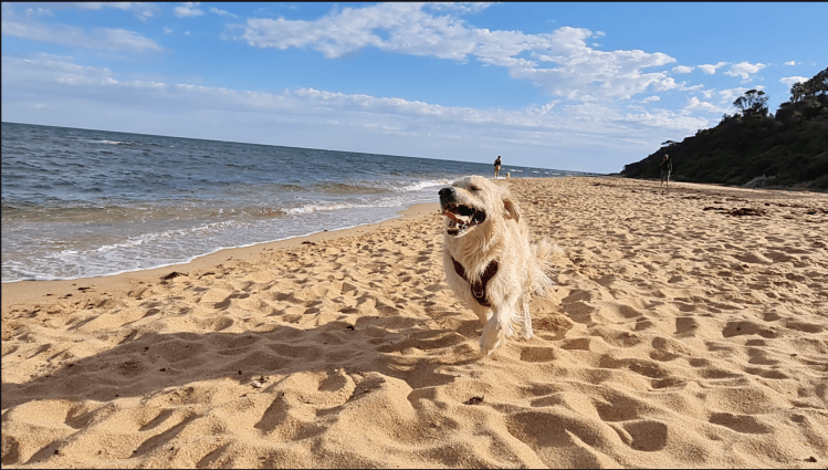A dog running along the beach