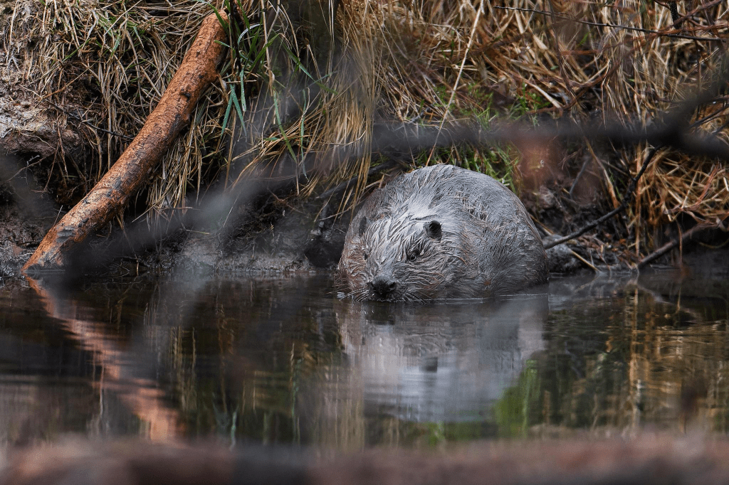 Eight beavers in Czech Republic complete dams in a few days saving 1.2 million Euros